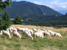 Schafherde vor den Chocske Gebirge
