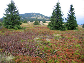Am Berg Mincol verluft der europische Fernwanderweg nordstlich nach Zakopane/ Polen