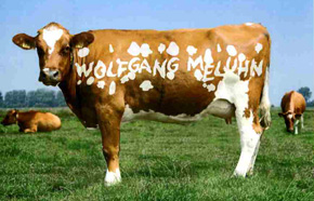 Kuh mit dem Namen unseres Wanderfhrers 