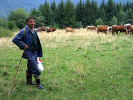 Hirte mit seiner Kuhherde unterhalb des Bergs Mincol