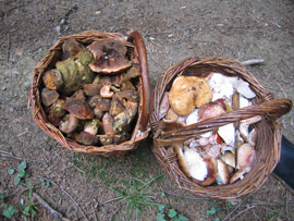 Jede Menge Pilze waren entlang des E3 Wanderwegs zu sehen