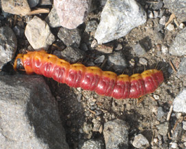 Auf dem Wanderweg eine ungewhnlich groe Raupe - die des Weidenbohrers