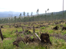 Die durch den Orkan 2004 verursachten Waldschden in der Hohen Tatra betragen rund 40%