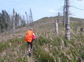 Die Waldschden sind in der Zipser Magura durch den Orkan 2004 betrchtlich.