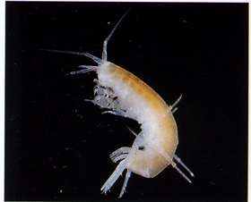 Endemischer Blindflohkrebs lebt in der Baradla-Hhle von Aggtelek