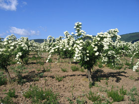 Holunderplantagen im Zempliner Gebirge im Nordosten Ungarns