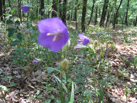 Im Nordosten Ungarns sind hauptschlich Laubwlder anzutreffen