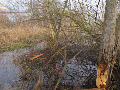 Im Ort Tging hlt ein Biber die Gemeindearbeiter "auf Trab". Der Altmhltal-Wanderweg war durch ein Baum gesperrt. 