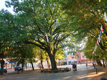 Friedenseiche auf dem Marktplatz von Storkow