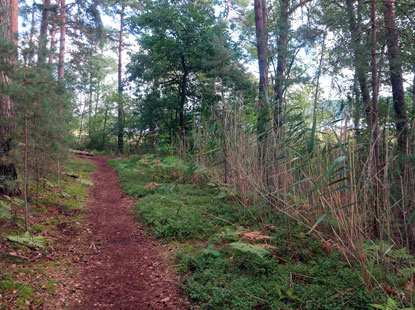 66-Seen-Weg verluft am Ufer des Grubensees entlang