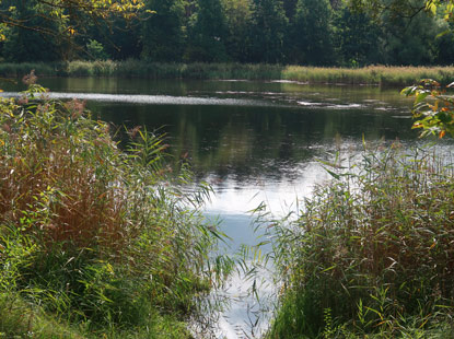 Fischteich Grubenseemhle beim Naturcampingplatz Grubensee