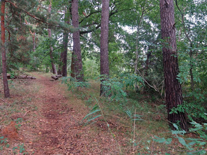 Uferweg am Neuendorfer See