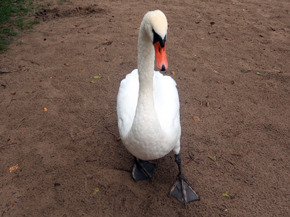 Hungriger Schwan verfolgt einen Wanderer am Springsee