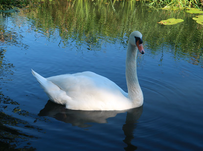 Schwan begleiet unseren Kahn durch die Spree bei Schlepzig