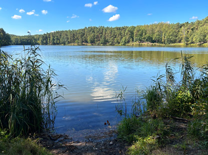 Pichrsee, ein Kthener Heidesee