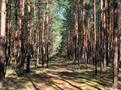 Kiefrnwald in der Klausdorfr Heide