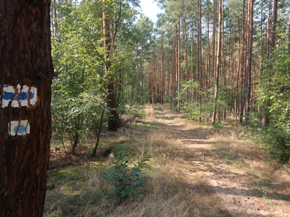 Abgang vom Lwendorfer Berg. 