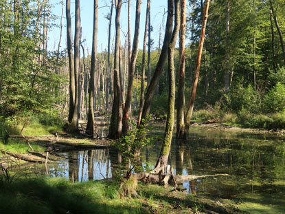 Briesetal: Bume stehen im Wasser