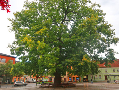 Marktplatz Biesenthal mit Eiche
