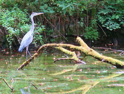 An einem T�mpel in Lanke wartet ein Graureiher auf Beute