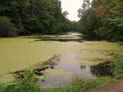 Im NSG Langer-Damm-Wiesen f�hrt �ber den M�hlteich der 66-Seenweg