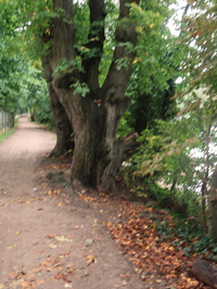 Uferweg um den Straussee bei Strausberg