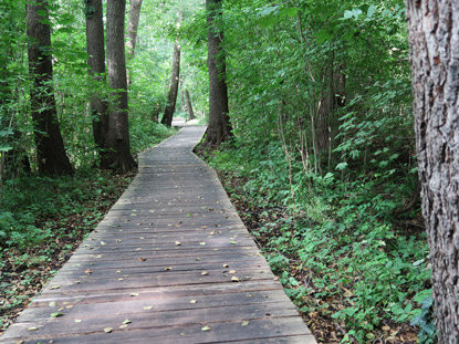 Der n�rdlche Uferweg des Stienitzsees f�hrt durch  Feuchtgebiete �ber Holzbohlen