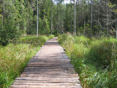 Auf dem Verbindungsweg - ein Holzweg - zwischen den Adersbacher Felsen und den Wekelsdorfer Felsen