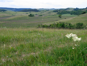 Um den Ort Zdorfalva in Ungarn ist eine mehrere Kilometer umfassende Brache. Ein Paradies fr Vgel und vor allem Schmetterlinge