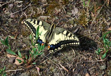  Schwalbenschwanz (Papilio machaon).  Nationalpark Aggtelek im Nordosten von Ungarn ist ein Paradies fr Schmetterlinge