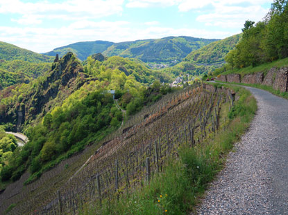 Wandern durch das Ahrtal: Entlang dem Ronweinwanderweg vor Mayschoss