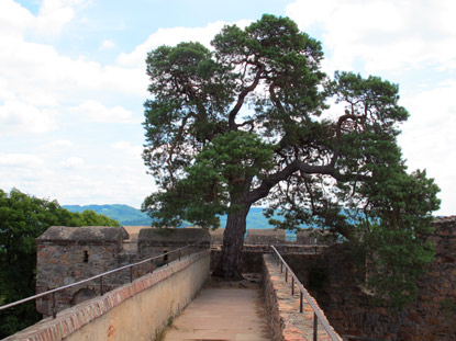 Alemannenweg, Die Kiefer auf dem Aerbaher Schloss steht nuinmehr schon 300 Jahre