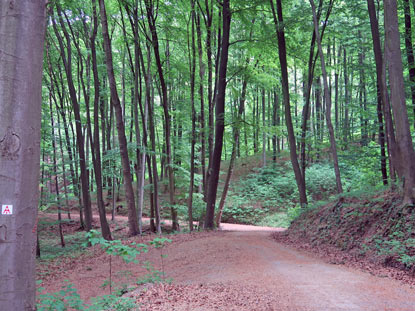 Alemannenweg: Unterwegs auf dem "Comoder-Weg"