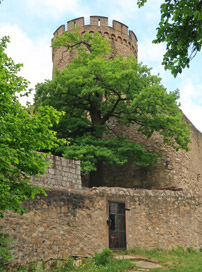 Alemannenweg Odenwald: Bergfried und Auenmauer vom Schloss Alsbach