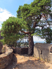 Alemannenweg Odenwald: Bergkiefer auf der Burgmauer von Schloss Auerbach