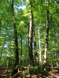 Alemannenweg: Die 5 Linden zur Erinnerung an die Wahrsagerin in Seeheim