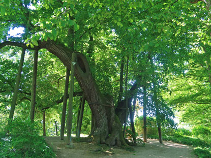 Alemannenweg Odenwald: Zentlinde auf dem Heiligenberg bei Jugenheim