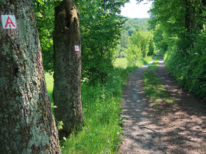 Alemannenweg: Wanderung von Nieder-Beerbach zur Neutscher Hhe