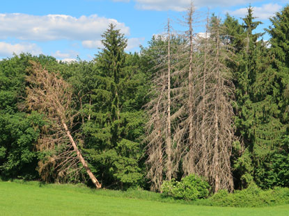 Alemannenweg: Sterben der Kiefrn und Fichten aufgrund von Wassermangel und Borkenkfer.