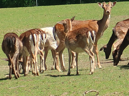 Alemannnenweg: Damwild im Gehege vom Jgersgrund