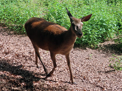 Alemannenweg Wildpark Brudergrund bei Erbach: Reh