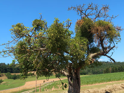 Alemannenweg: Baum voller Misteln