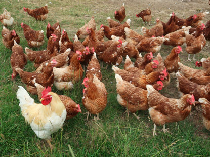 Alemannenweg Brandau: Mobiler Hhnerstall