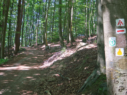 Alemannenweg nach dem Felsenmeer verluft durch Laubwald