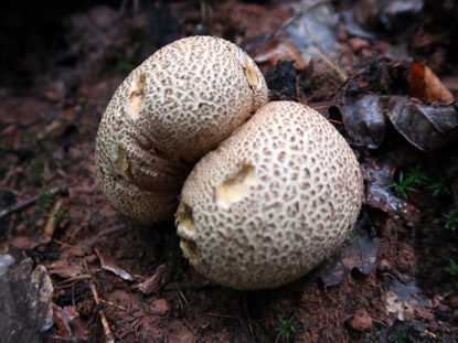 Kartoffelboviste auf dem Wanderweg