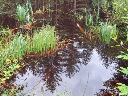 Moorteich unterhalb  der Wegscheide im Odenwald