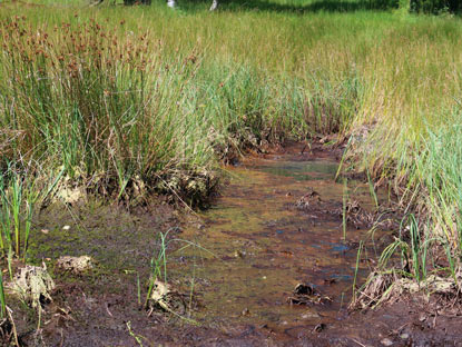 Moor "Rotes Wasser" erwas abseits vom Wanderweg