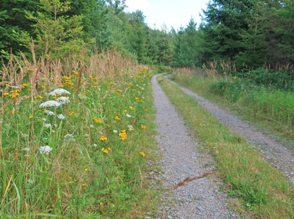 Rote Kreuz Wanderweg beim Weiler Brombach