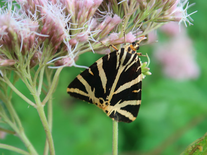 Schmetterling Russischer Br