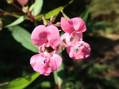 An des Wegrndern. indisches Springkraut